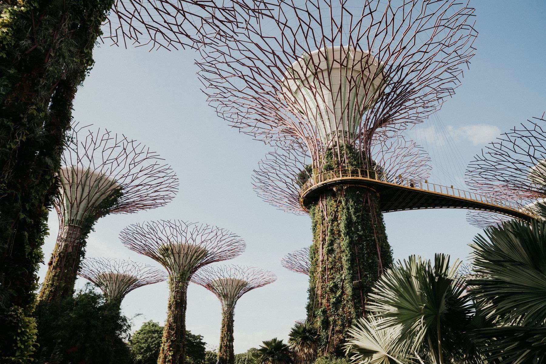 Supertrees and the skyway against a blue sky